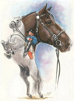 Lippizaner Horse - Barbara Keith